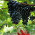 Mundo del Vino: Denominaciones
