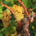 Mundo del Vino: Variedades
